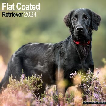 Календар 2027 Flatcoated Retriever