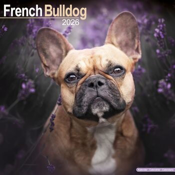Календар 2026 French Bulldog