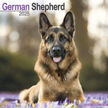 Календар 2027 German Shepherd