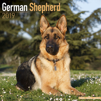 Календар 2027 German Shepherd