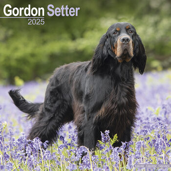 Календар 2027 Gordon Setter