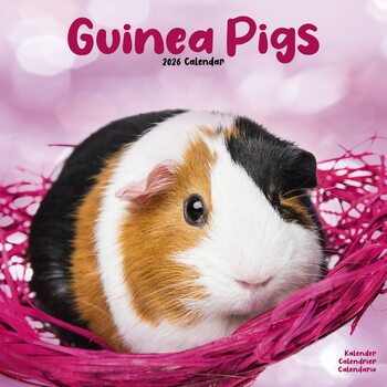 Календар 2026 Guinea Pigs