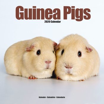 Календар 2027 Guinea Pigs