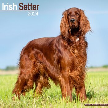 Календар 2027 Irish Setter