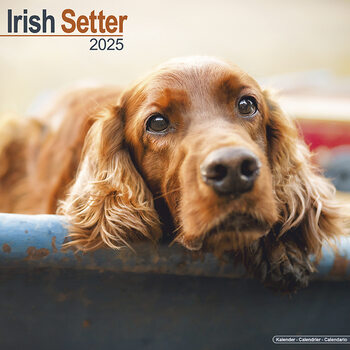 Календар 2027 Irish Setter