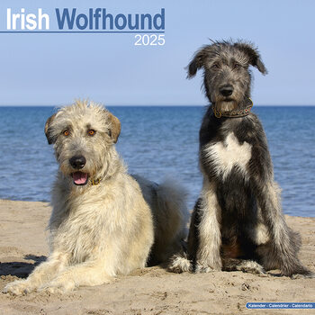 Календар 2027 Irish Wolfhound