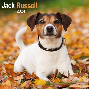 Календар 2027 Jack Russell