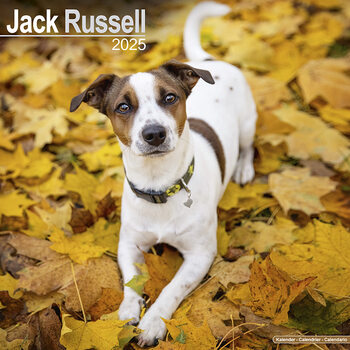 Календар 2027 Jack Russell
