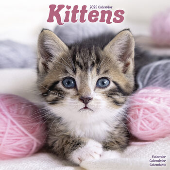 Календар 2027 Kittens