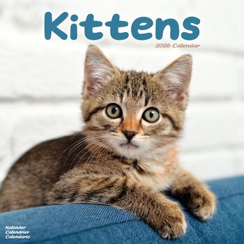 Календар 2027 Kittens