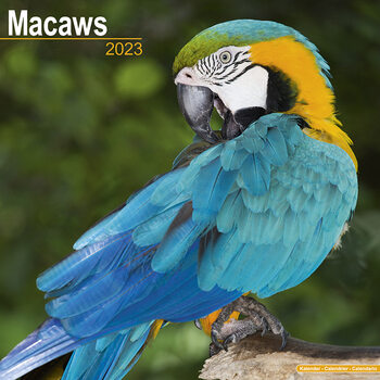 Календар 2027 Macaws