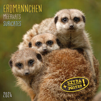 Календар 2027 Meerkats