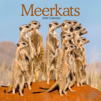 Календар 2027 Meerkats