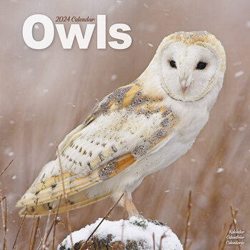 Календар 2027 Owls