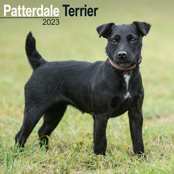 Календар 2027 Patterdale Terrier