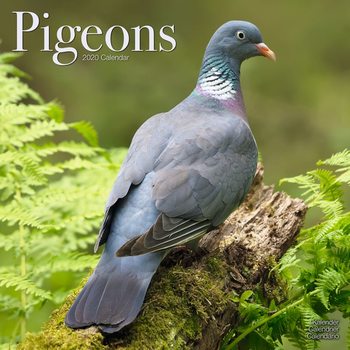 Календар 2027 Pigeons