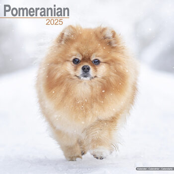 Календар 2027 Pomeranian