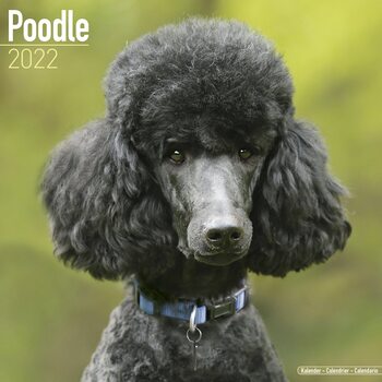 Календар 2027 Poodle