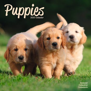 Календар 2027 Puppies