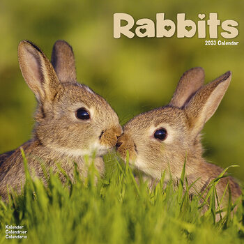 Календар 2027 Rabbits