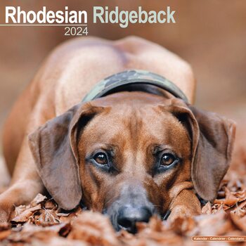 Календар 2027 Rhodesian Ridgeback