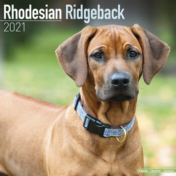 Календар 2027 Rhodesian Ridgeback