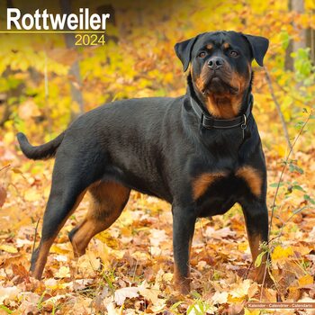 Календар 2027 Rottweiler