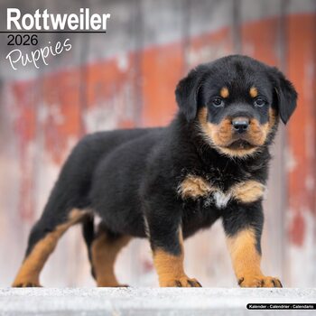 Календар 2027 Rottweiler