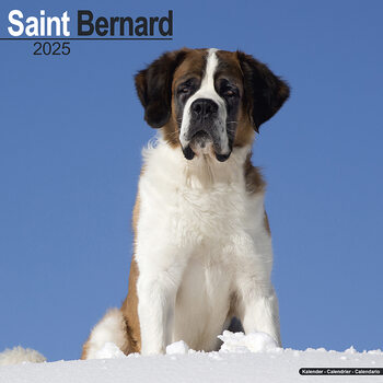 Календар 2027 Saint Bernard