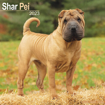 Календар 2027 Shar Pei