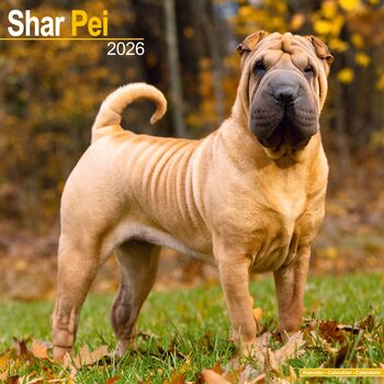 Календар 2027 Shar Pei
