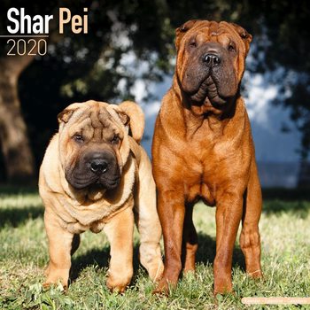 Календар 2027 Shar Pei