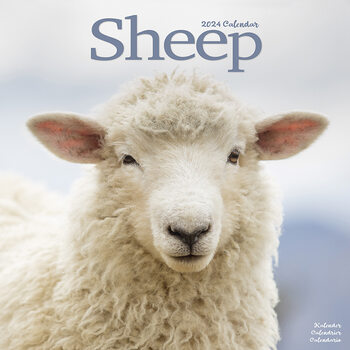 Календар 2027 Sheep