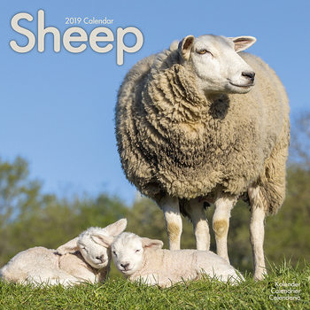 Календар 2027 Sheep