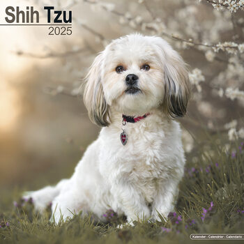 Календар 2027 Shih Tzu