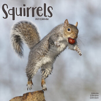 Календар 2027 Squirrels