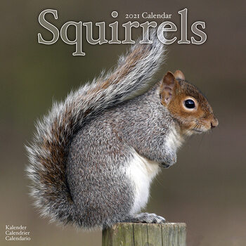 Календар 2027 Squirrels