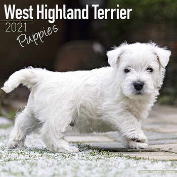 Календар 2027 West Highland Terrier