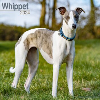Календар 2027 Whippet