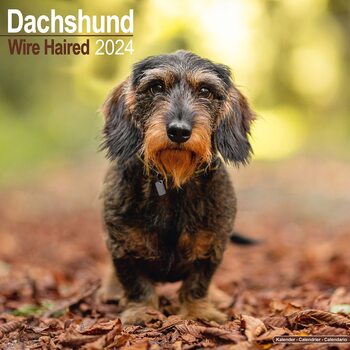 Календар 2027 Wirehaired Dachshund