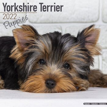 Календар 2027 Yorkshire Terrier - Pups