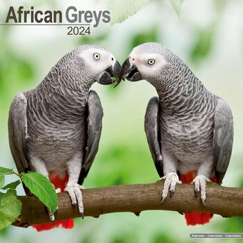 Calendar 2027 African Greys