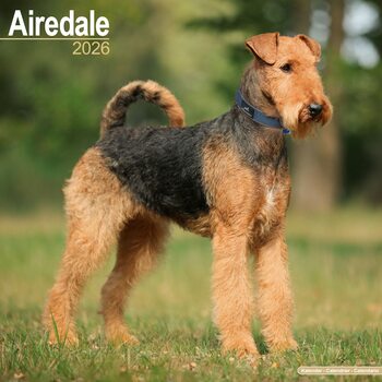 Ημερολόγιο 2027 Airedale