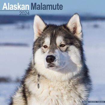 Calendar 2024 Alaskan Malamute
