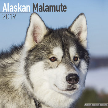 Ημερολόγιο 2027 Alaskan Malamute
