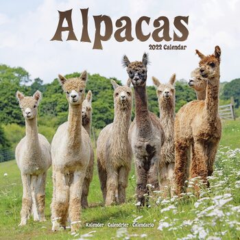 Ημερολόγιο 2027 Alpacas