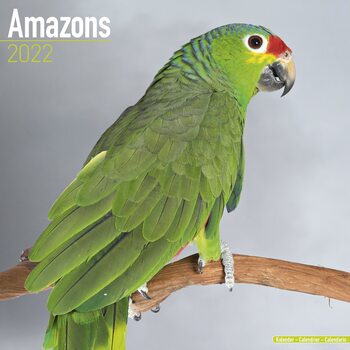Calendar 2022 Amazons