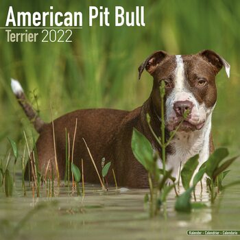 Calendar 2022 American Pit Bull Terrier