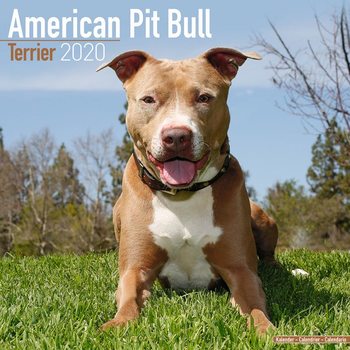 Calendar 2027 American Pit Bull Terrier