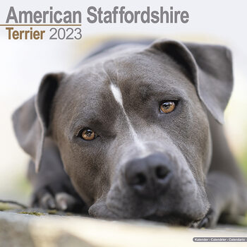 Calendar 2023 American Staff Terrier